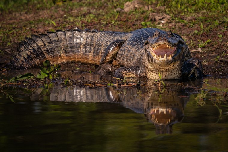 084 Noord Pantanal, yakarekaaiman.jpg